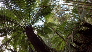 Biodiversity