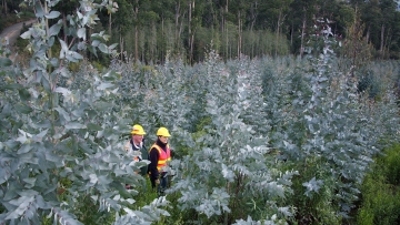 Eucalypt plantations
