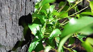 Regeneration at Tahune Airwalk 2019