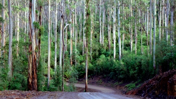 Dry Eucalypt Forest