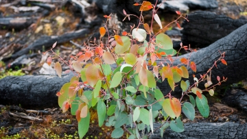 Regrowing our forests