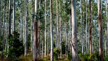 Our forest types - dry Eucalypt