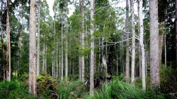 Blackwood Forest