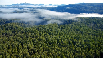 Our forest types
