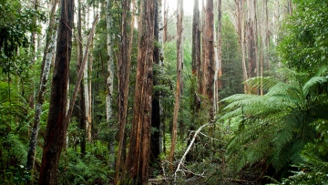 Wet Eucalypt Forest