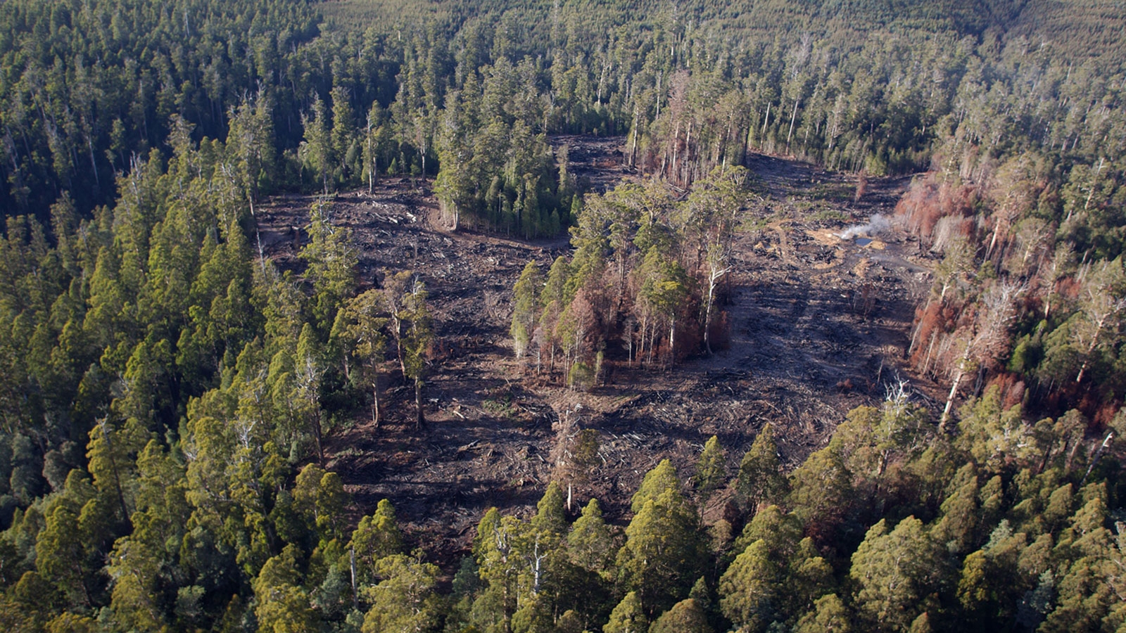 3YP north west region | Sustainable Timber Tasmania