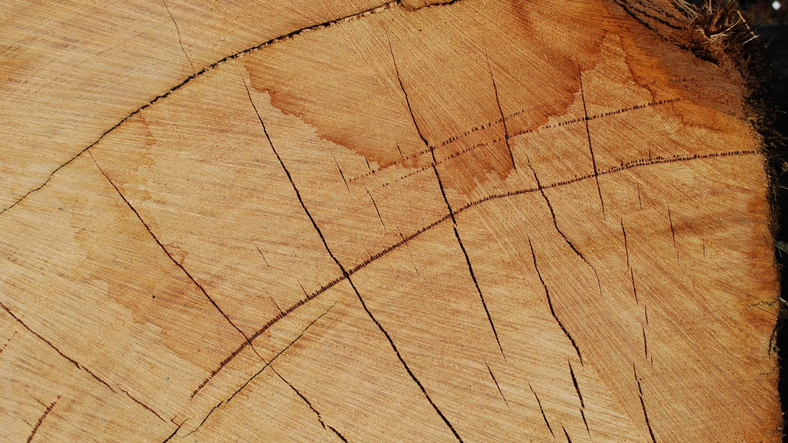 Three Year Wood Production Plan