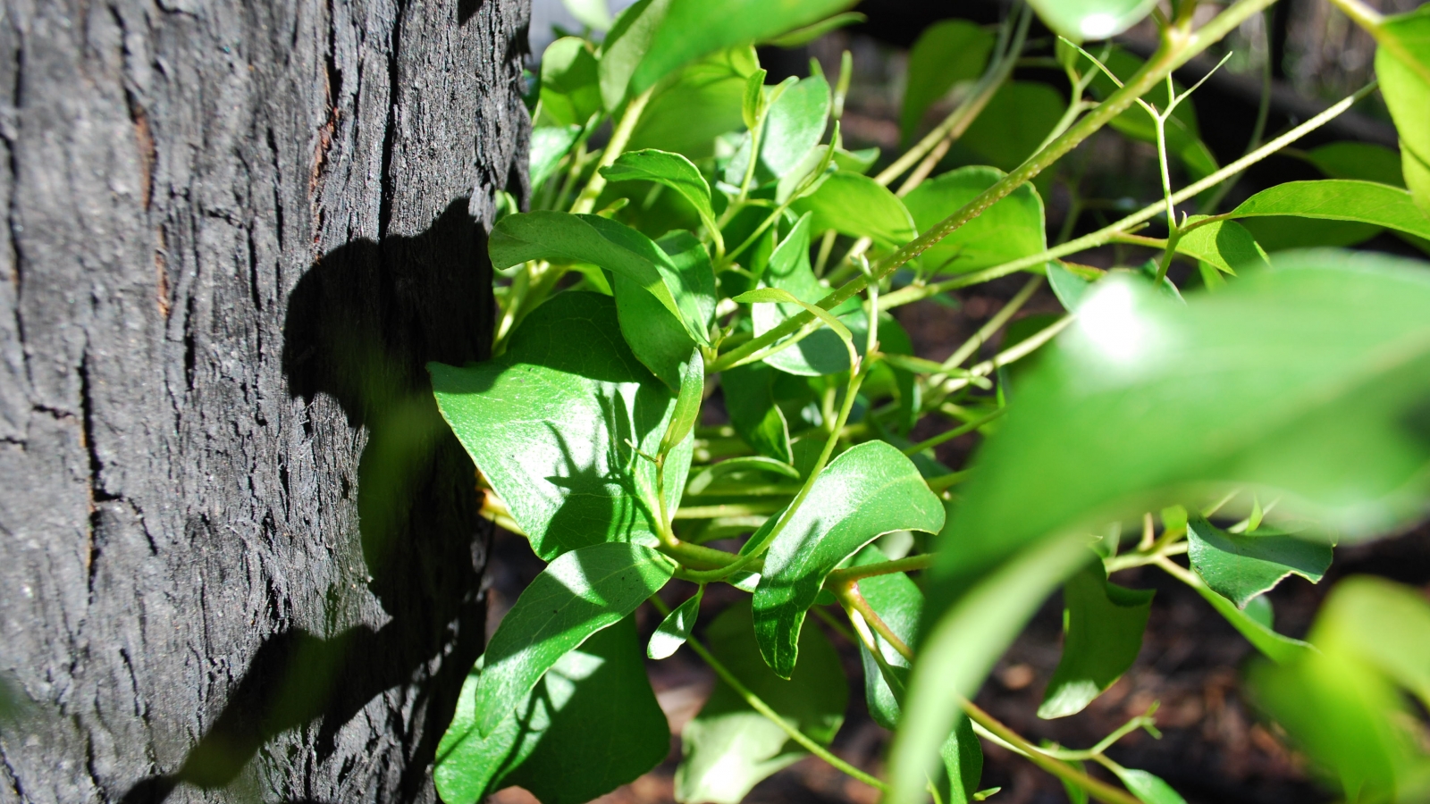 Regeneration at Tahune Airwalk 2019