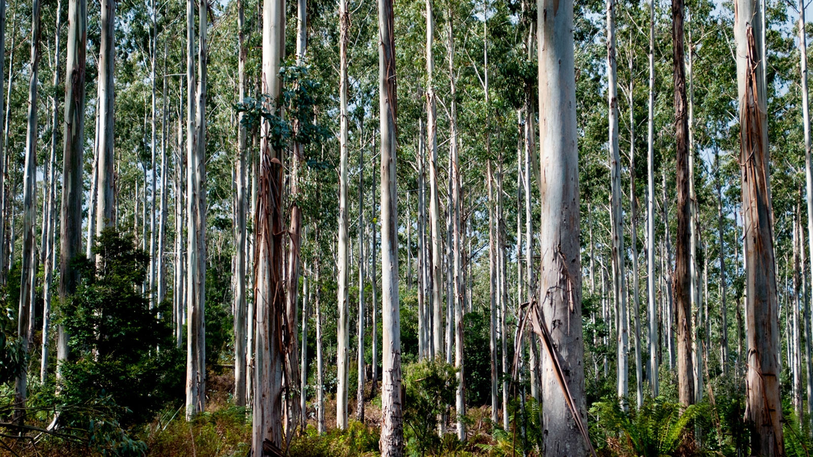 Our forest types - dry Eucalypt