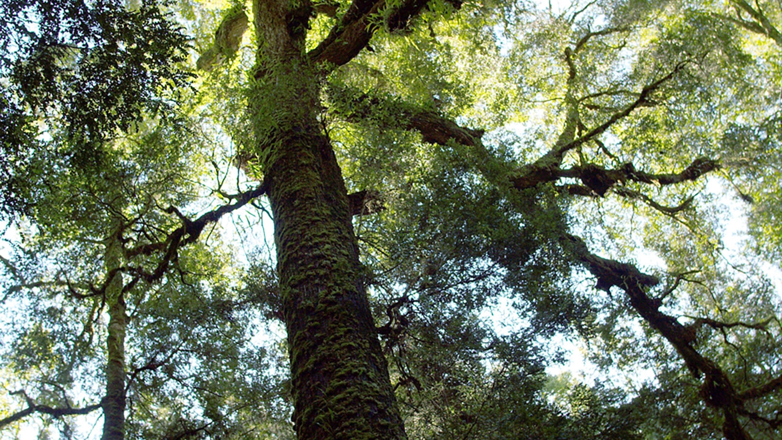 Rainforest