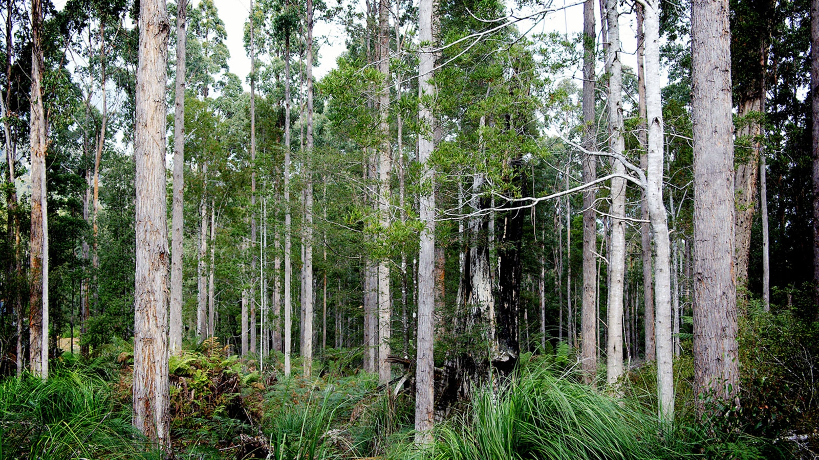 Blackwood Forest